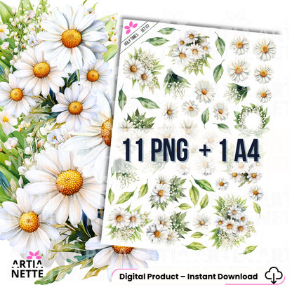 Zestaw akwarelowych margaretek PNG do scrapbookingu i druku A4, białe kwiaty z żółtymi środkami i zielonymi liśćmi na przezroczystym tle